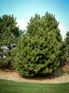 Сосна Чёрная (Pinus Nigra) купить по цене от 270.00р. в интернет-магазине «Посадика» с доставкой почтой в в Бавлые и по всей России – [изображение №1].