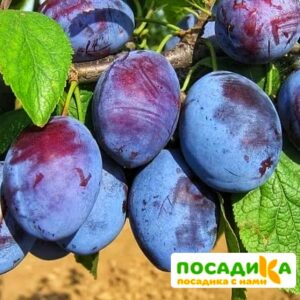 Слива Чачакская ранняя купить по цене от 229.00р. в интернет-магазине «Посадика» с доставкой почтой в в Бавлые и по всей России – [изображение №1].