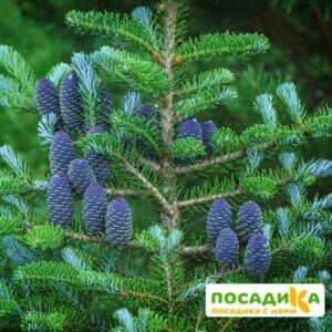 Пихта корейская (Abies koreana) купить по цене от 450.00р. в интернет-магазине «Посадика» с доставкой почтой в в Бавлые и по всей России – [изображение №1].