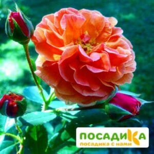 Роза Арабия купить по цене от 350.00р. в интернет-магазине «Посадика» с доставкой почтой в в Бавлые и по всей России – [изображение №1].