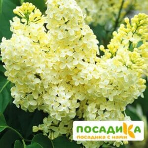 Сирень Примроуз (Primrose) купить по цене от 529.00р. в интернет-магазине «Посадика» с доставкой почтой в в Бавлые и по всей России – [изображение №1].