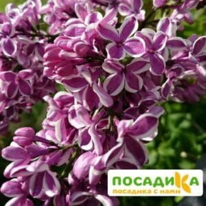 Сирень Сенсация купить по цене от 529.00р. в интернет-магазине «Посадика» с доставкой почтой в в Бавлые и по всей России – [изображение №1].