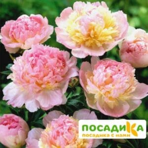 Пион Распберри Сандей (Paeonia Raspberry Sundae) купить по цене от 959р. в интернет-магазине «Посадика» с доставкой почтой в в Бавлые и по всей России – [изображение №1].