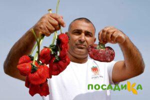 Клубника Гигант Джорнея купить по цене от 266р. в интернет-магазине «Посадика» с доставкой почтой в в Бавлые и по всей России – [изображение №1].