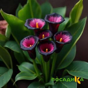 Калла Аура Лейс купить по цене от 400р. в интернет-магазине «Посадика» с доставкой почтой в в Бавлые и по всей России – [изображение №1].