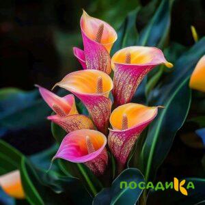 Калла Оникс купить по цене от 450р. в интернет-магазине «Посадика» с доставкой почтой в в Бавлые и по всей России – [изображение №1].