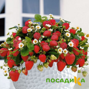 Клубника Рубиновый Шепот (горшечная) купить по цене от 240р. в интернет-магазине «Посадика» с доставкой почтой в в Бавлые и по всей России – [изображение №1].