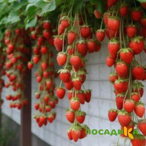Клубника вьющаяся Комплимент купить по цене от 470р. в интернет-магазине «Посадика» с доставкой почтой в в Бавлые и по всей России – [изображение №1].
