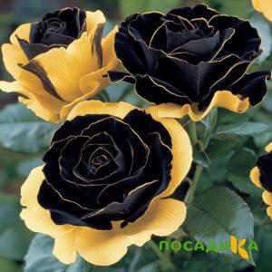 Роза Ханни Сикл купить по цене от 700р. в интернет-магазине «Посадика» с доставкой почтой в в Бавлые и по всей России – [изображение №1].