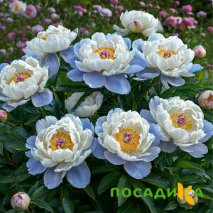 Пион акварельный Этюд купить по цене от 806р. в интернет-магазине «Посадика» с доставкой почтой в в Бавлые и по всей России – [изображение №1].
