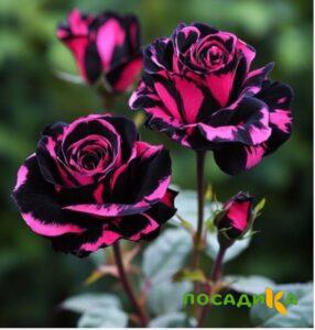 Роза Багровый Шепот купить по цене от 366р. в интернет-магазине «Посадика» с доставкой почтой в в Бавлые и по всей России – [изображение №1].