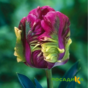 Тюльпан Экзотик Хэвен купить по цене от 186р. в интернет-магазине «Посадика» с доставкой почтой в в Бавлые и по всей России – [изображение №1].