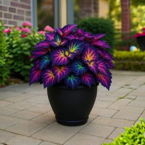 Хоста Фрости Блю купить по цене от 389р. в интернет-магазине «Посадика» с доставкой почтой в в Бавлые и по всей России – [изображение №1].