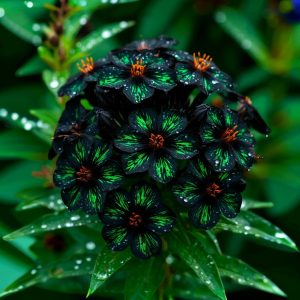 Флокс Ривьера купить по цене от 299р. в интернет-магазине «Посадика» с доставкой почтой в в Бавлые и по всей России – [изображение №1].