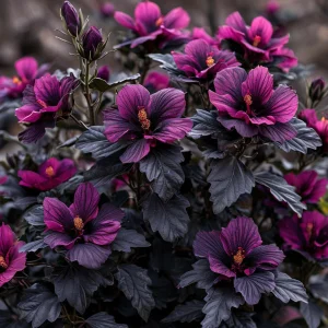 Гибискус Корал Чарм купить по цене от 271р. в интернет-магазине «Посадика» с доставкой почтой в в Бавлые и по всей России – [изображение №1].