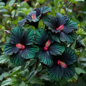 Гибискус Пикок Плюм купить по цене от 490р. в интернет-магазине «Посадика» с доставкой почтой в в Бавлые и по всей России – [изображение №1].