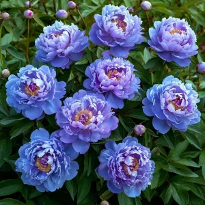 Пион Голубой лотос купить по цене от 590р. в интернет-магазине «Посадика» с доставкой почтой в в Бавлые и по всей России – [изображение №1].