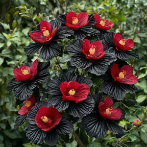 Гибискус Ройял Афеа купить по цене от 460р. в интернет-магазине «Посадика» с доставкой почтой в в Бавлые и по всей России – [изображение №1].