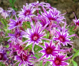 Флокс Звездное Кружево купить по цене от 361р. в интернет-магазине «Посадика» с доставкой почтой в в Бавлые и по всей России – [изображение №1].